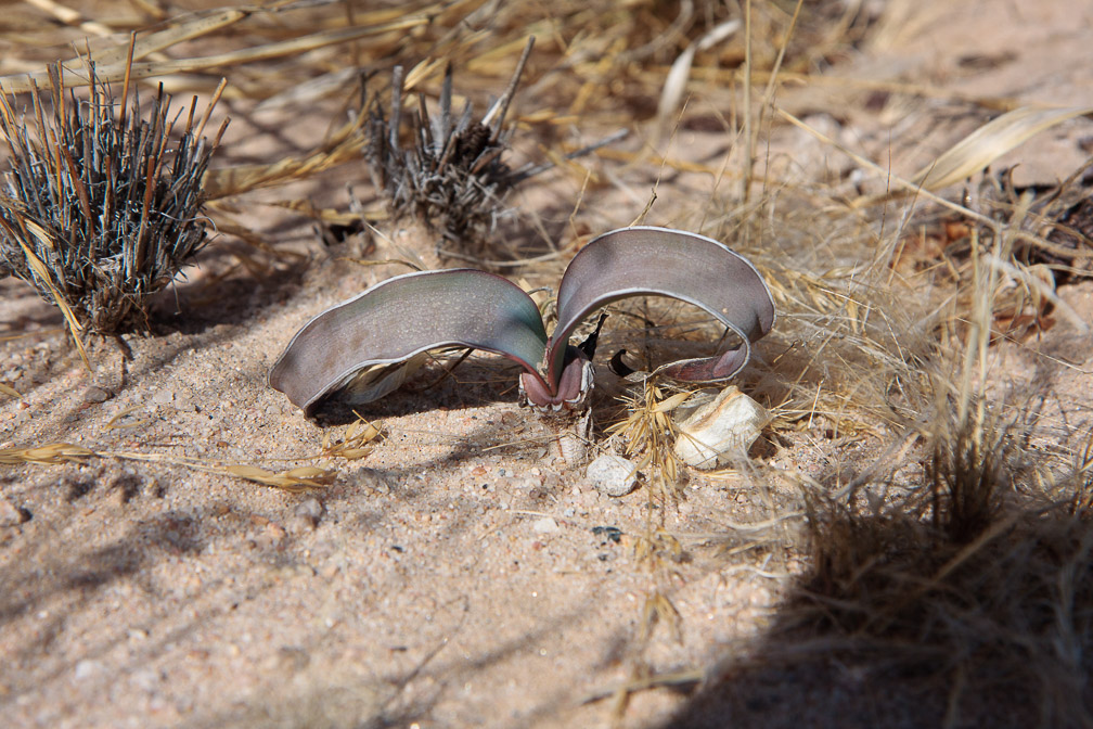 welwitschia-mirabilis-namibia-13.jpg