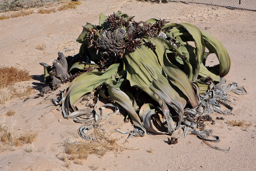 welwitschia-mirabilis-namibia-16.jpg