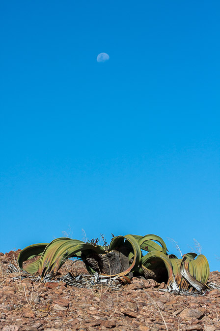 welwitschia-mirabilis-namibia-20.jpg