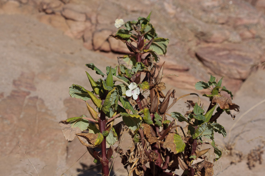 acanthaceae-sp-indet-1-namibia.jpg