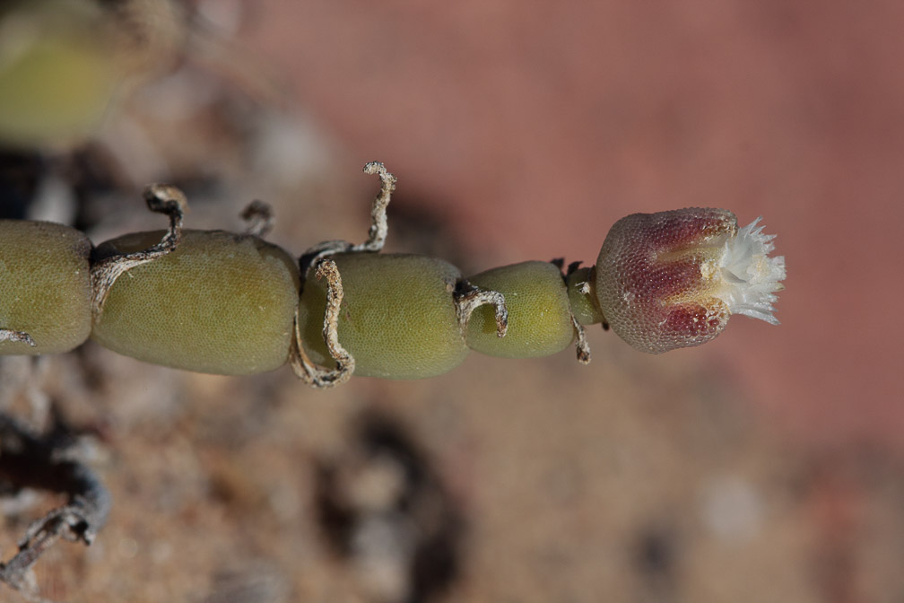 brownanthus-sp-indet-namibia.jpg