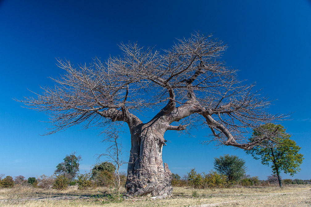 adansonia-digitata-namibia-2.jpg