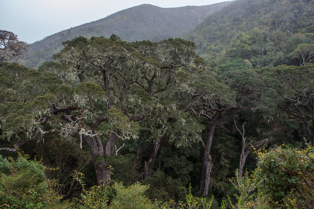 podocarpus-sp-south-africa.jpg