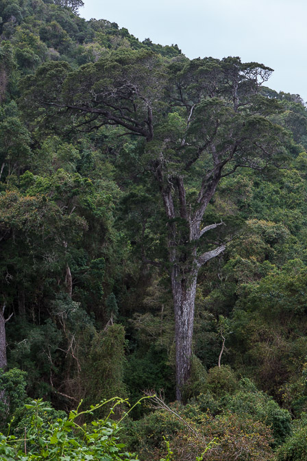 podocarpus-sp-south-africa-2.jpg