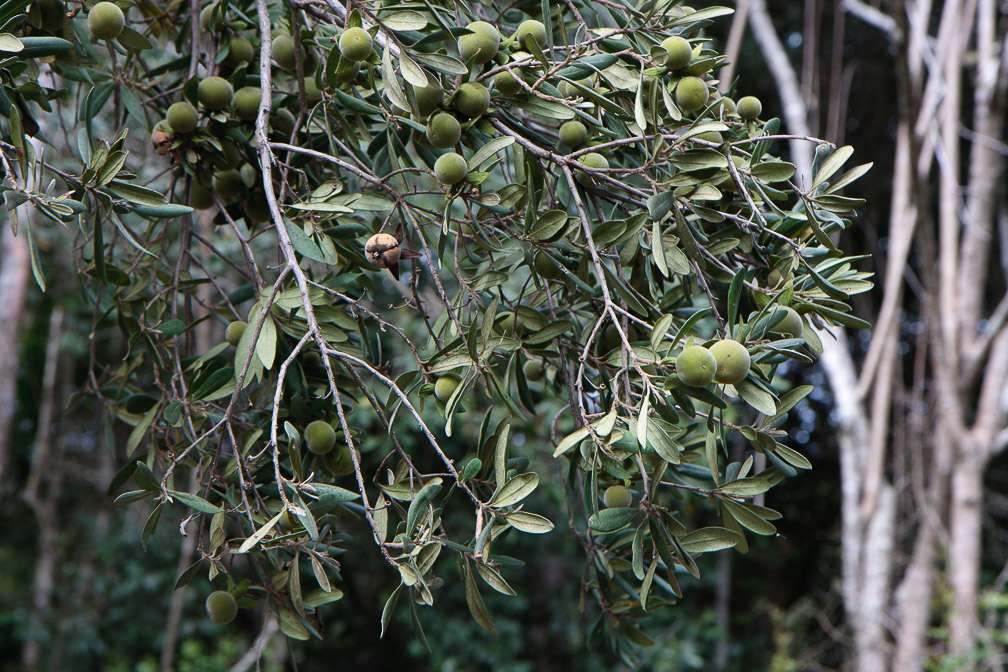ebenaceae-sp-south-africa.jpg
