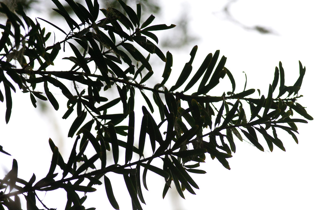 podocarpus-latifolius-south-africa.jpg