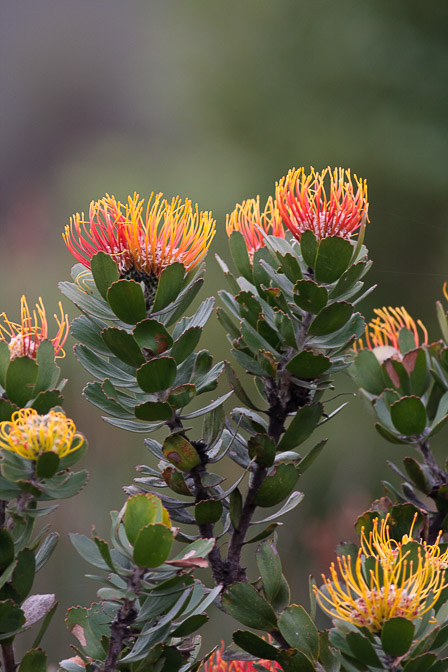 leucospermum-sp-south-africa.jpg