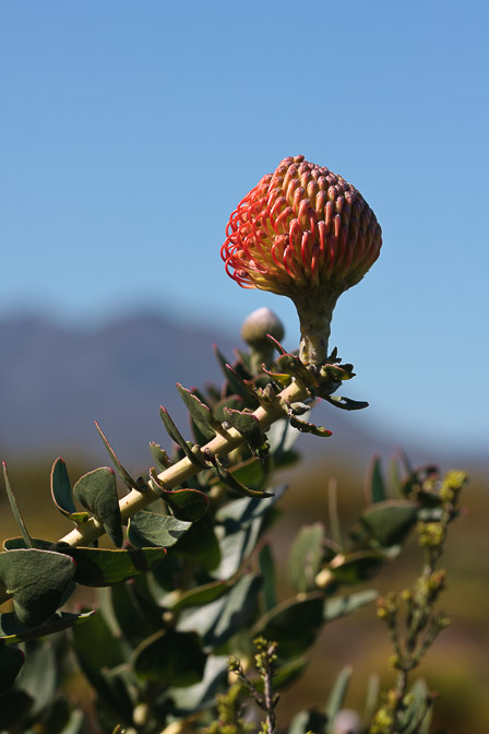 leucospermum-sp-south-africa-2.jpg