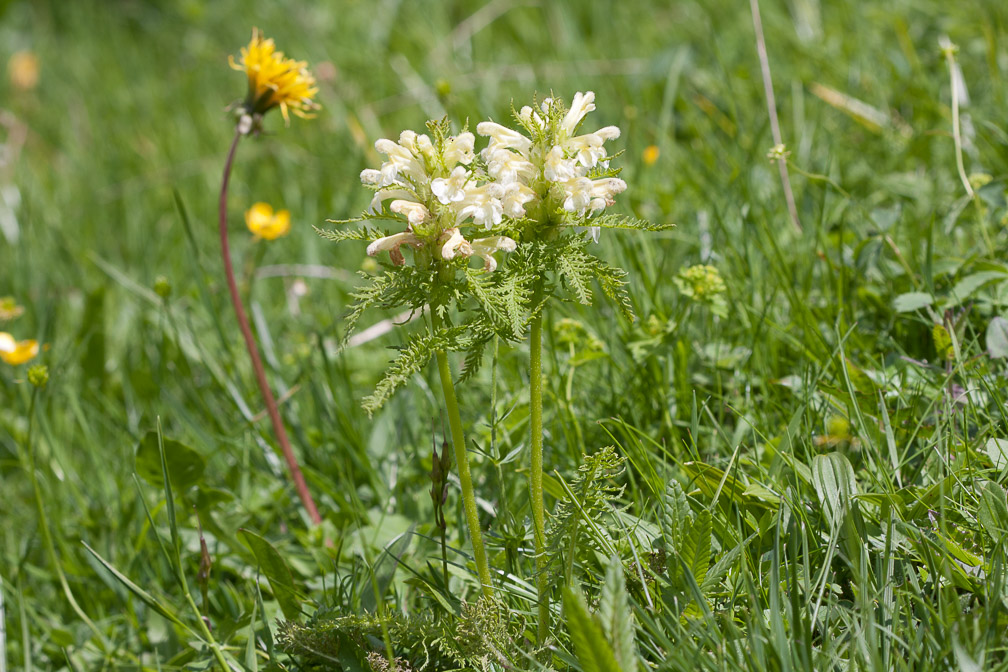 pedicularis-foliosa-switzerland.jpg