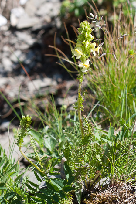 pedicularis-ascendens-switzerland.jpg