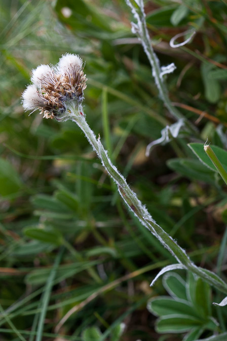 antennaria-carpatica-switzerland.jpg