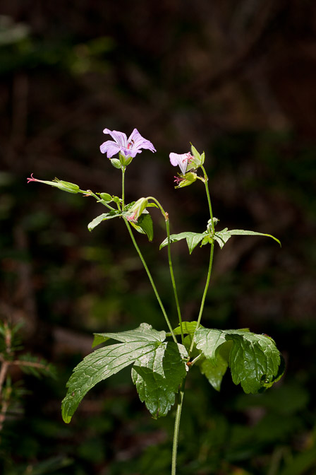 geranium-nodosum-france.jpg