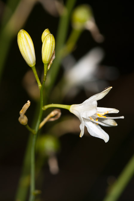 anthericum-ramosum-france.jpg