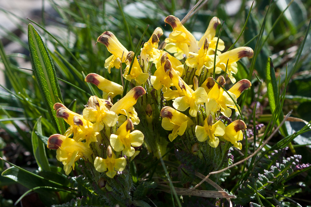 pedicularis-oederi-switzerland.jpg