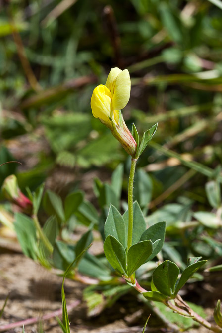 lotus-maritimus-switzerland.jpg