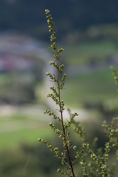 artemisia-campestris-switzerland.jpg