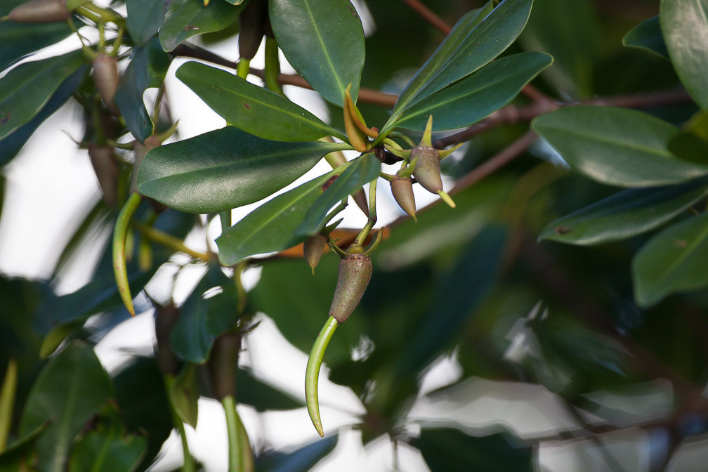 rhizophora-mangle-guadeloupe-2.jpg