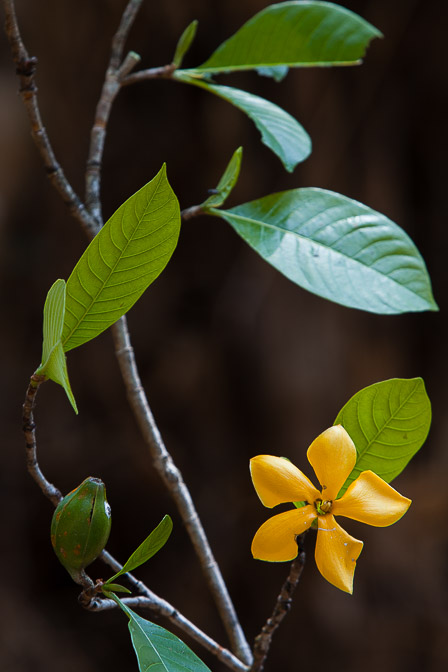 gardenia-sootepensis-thailand.jpg