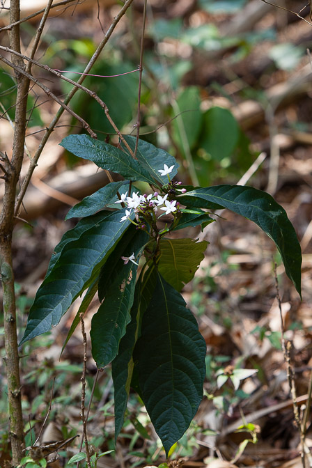 rubiaceae-sp-thailand.jpg