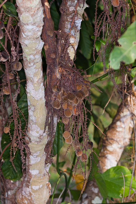 lepisanthes-tetraphylla-thailand-3.jpg