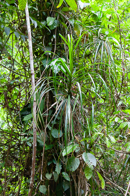 freycinetia-sumatrana-cambodia.jpg