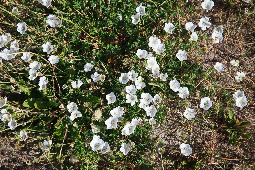 geranium-collinum-kyrgyzstan.jpg
