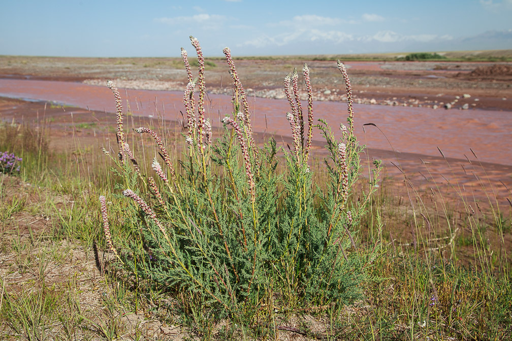 myricaria-bracteata-kyrgyzstan.jpg