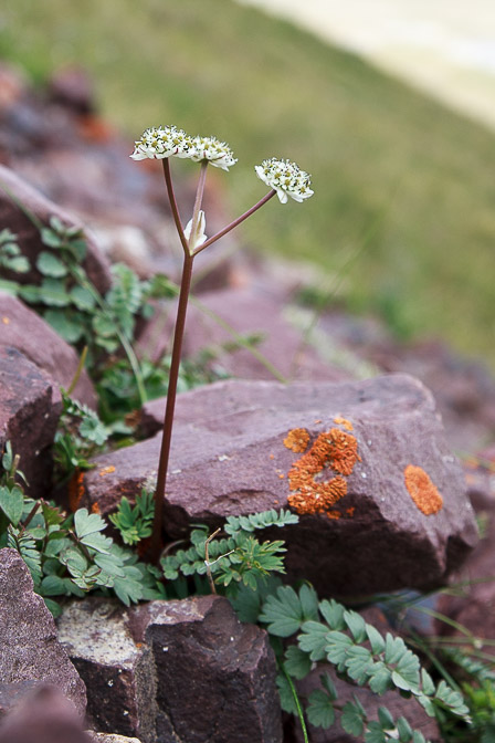 hymenolaena-pimpinellifolia-kyrgyzstan.jpg