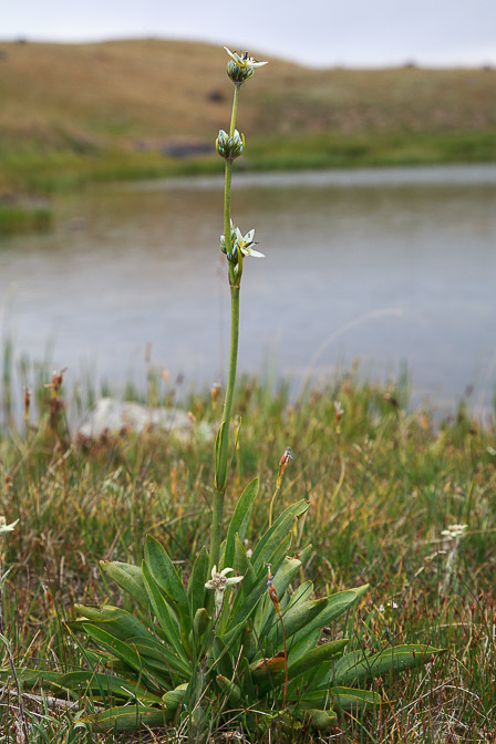 swertia-longifolia-kyrgyzstan-2.jpg