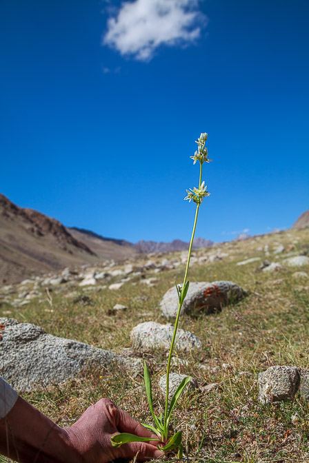 swertia-longifolia-tajikistan.jpg