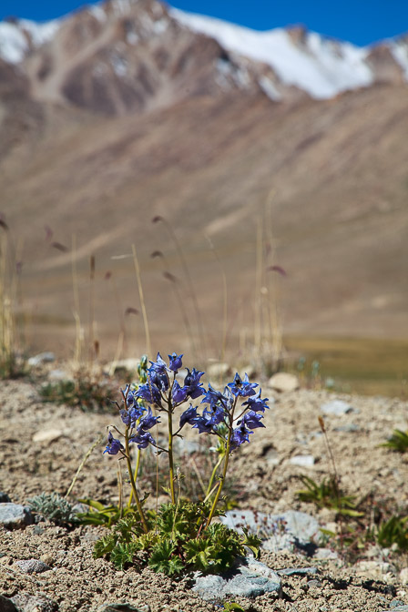 delphinium-brunonianum-tajikistan-2.jpg
