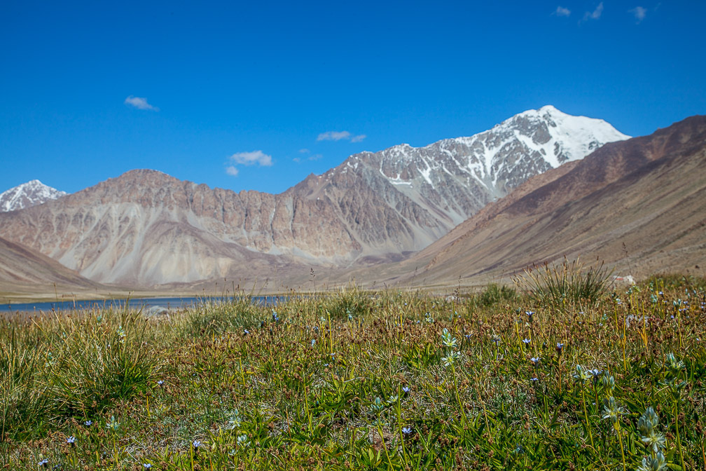 swertia-marginata-tajikistan.jpg