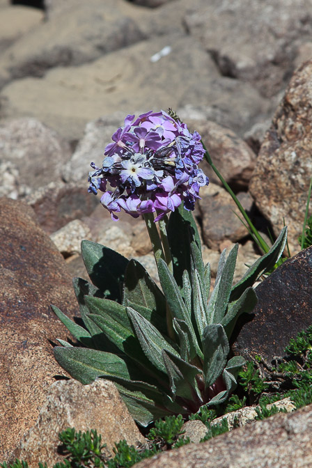 primula-macrophylla-tajikistan.jpg