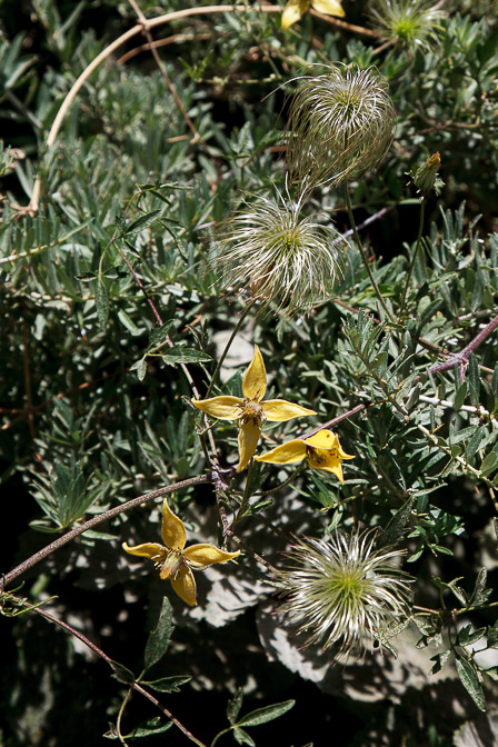 clematis-orientalis-tajikistan.jpg