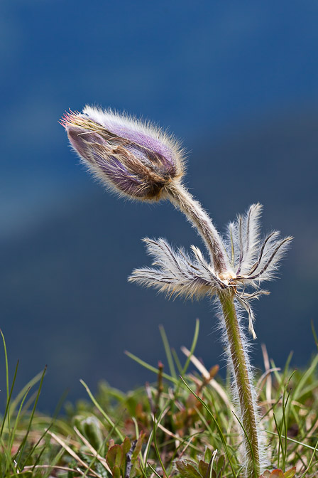 anemone-vernalis-switzerland.jpg