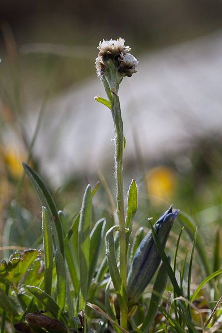 antennaria-carpatica-switzerland-2.jpg