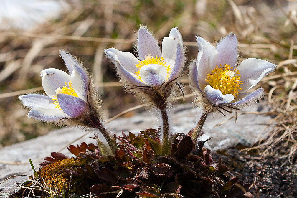 anemone-vernalis-switzerland-2.jpg