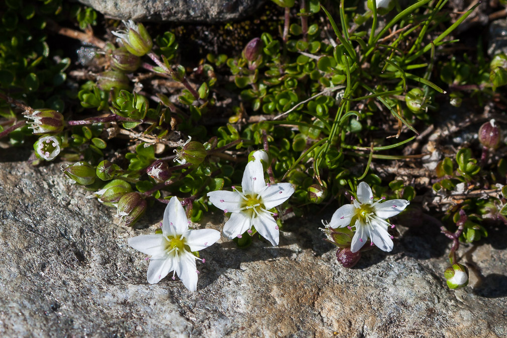 arenaria-biflora-austria.jpg