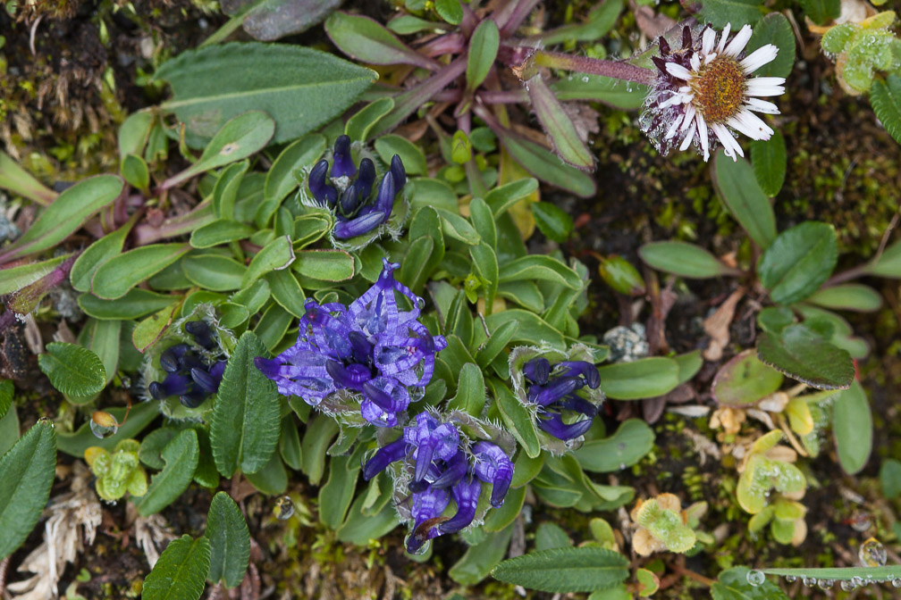 phyteuma-globulariifolium-austria.jpg