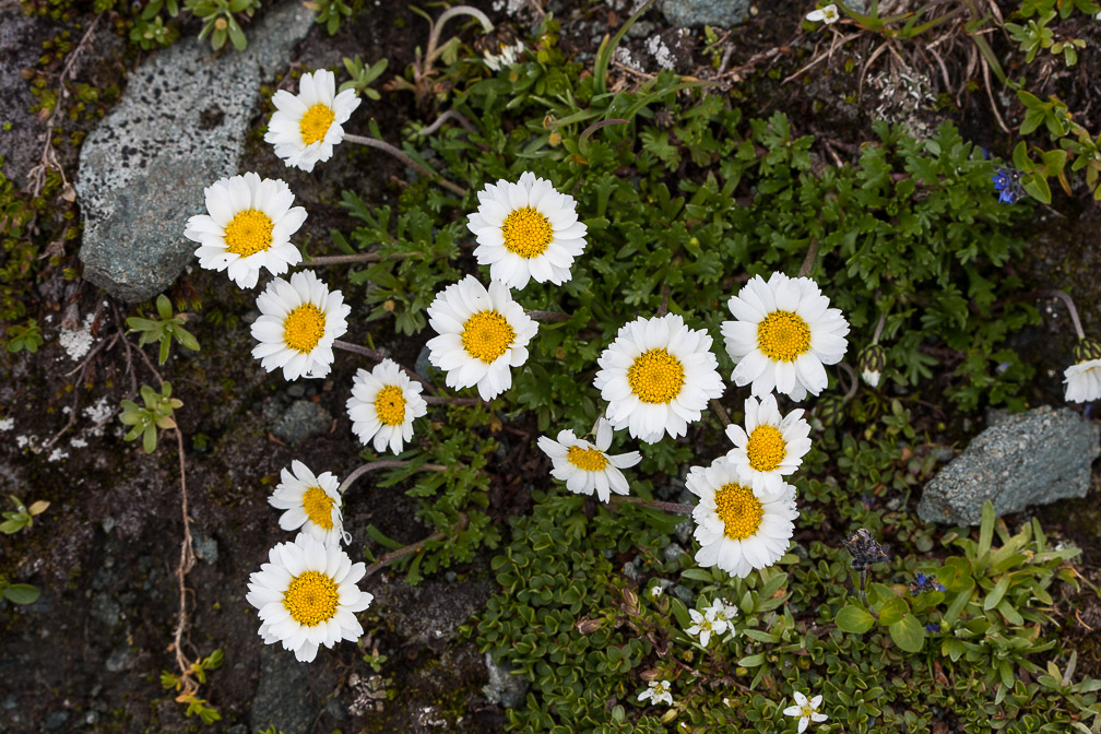leucanthemopsis-alpina-austria.jpg