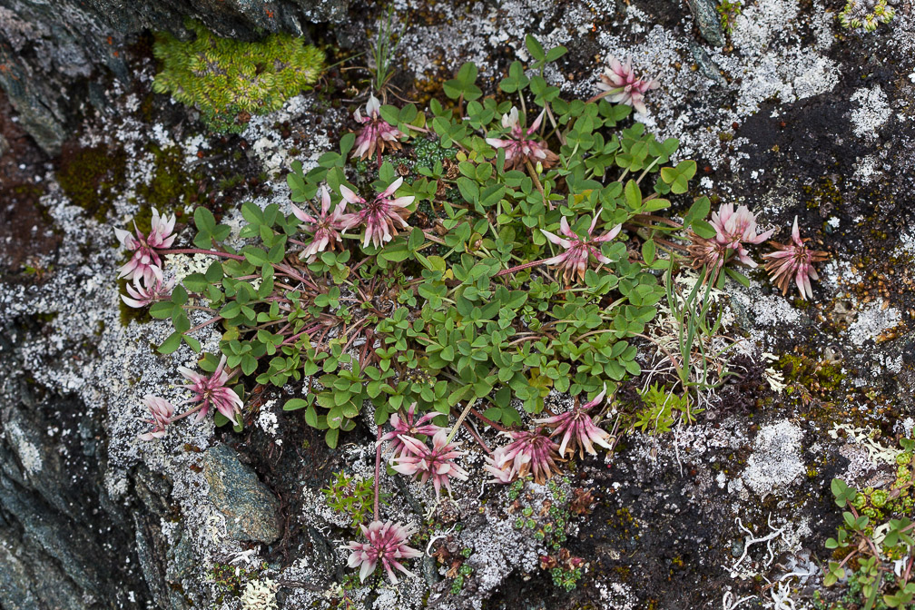 trifolium-pallescens-austria.jpg