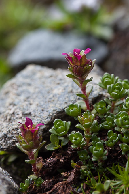 saxifraga-biflora-austria.jpg