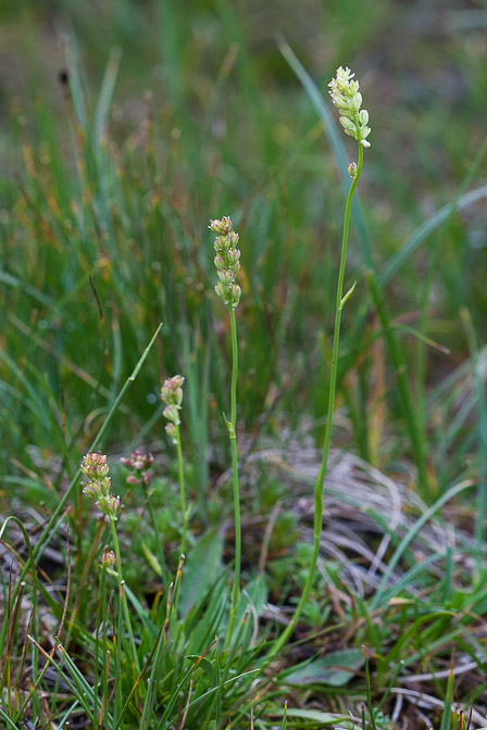 tofieldia-calyculata-austria.jpg