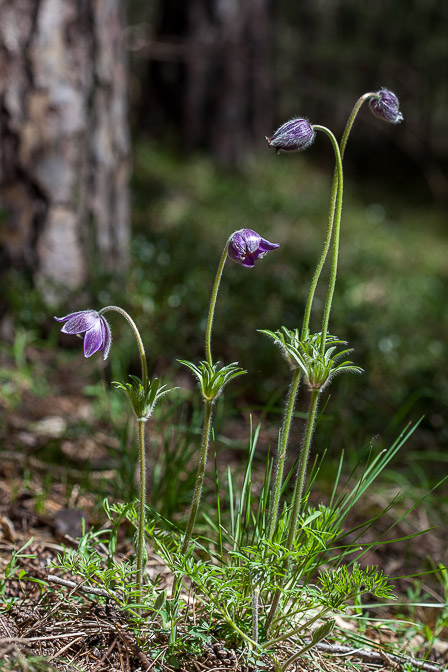 anemone-montana-switzerland-5.jpg