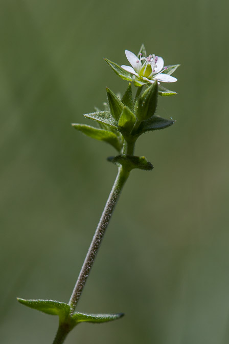 arenaria-serpyllifolia-switzerland.jpg