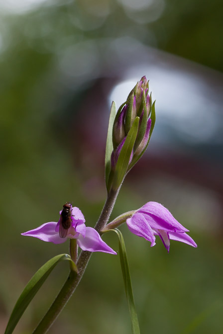 cephalanthera-rubra-switzerland.jpg