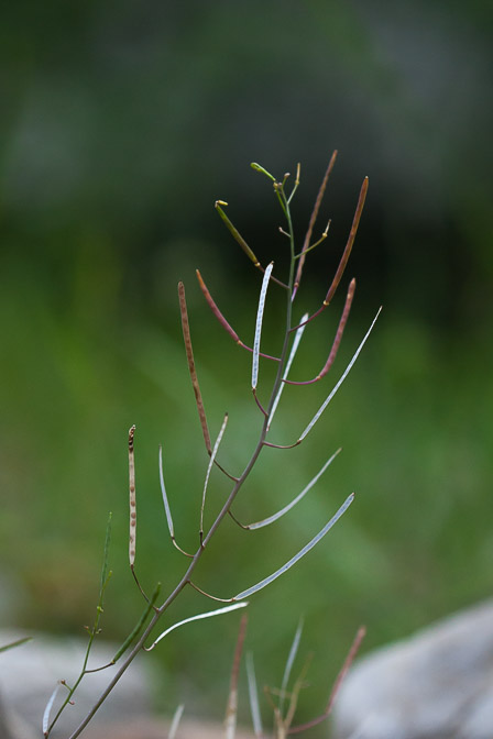 arabidopsis-arenosa-switzerland-3.jpg