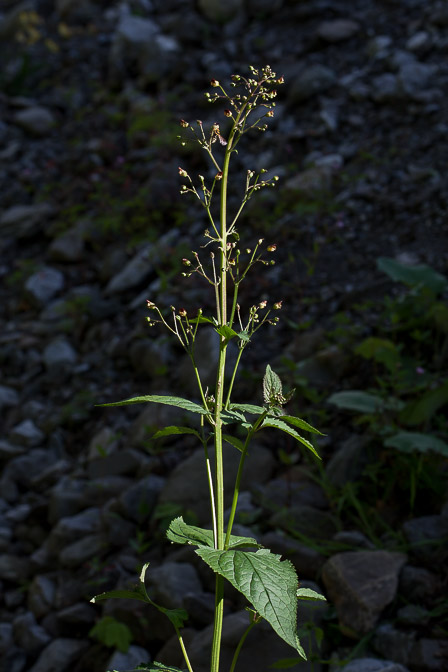 scrophularia-nodosa-switzerland.jpg