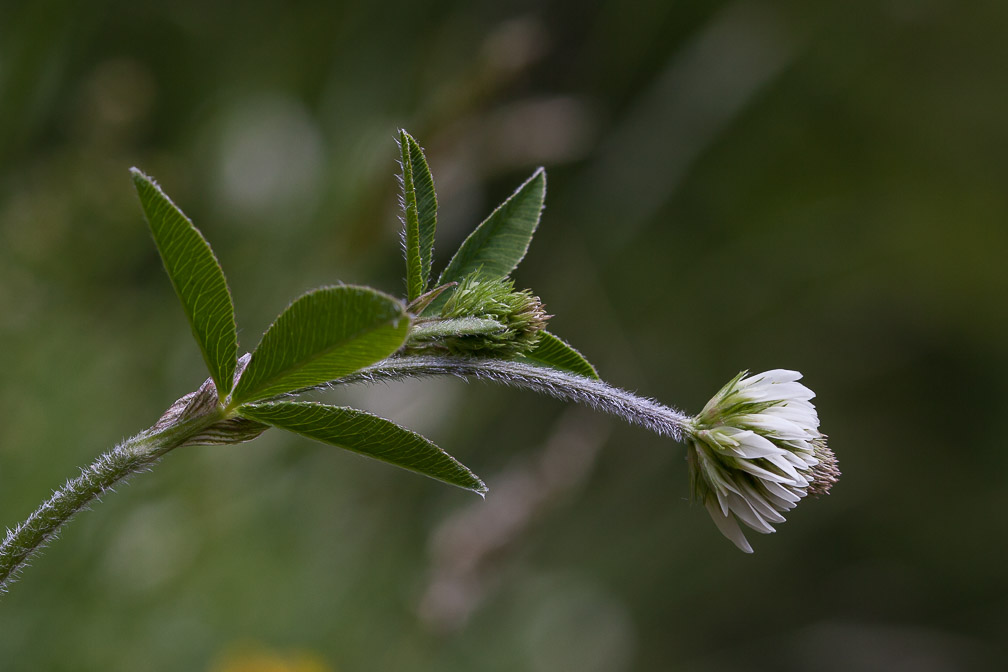 trifolium-montanum-switzerland.jpg