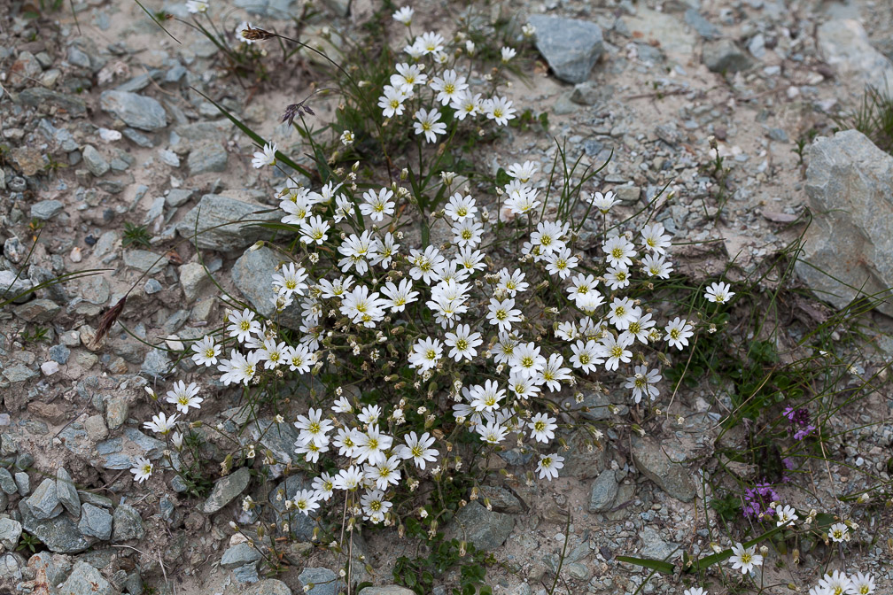 cerastium-alpinum-switzerland.jpg